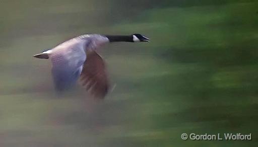 Goose In Flight_06816.jpg - Canada Goose (Branta canadensis) photographed near Lindsay, Ontario, Canada.